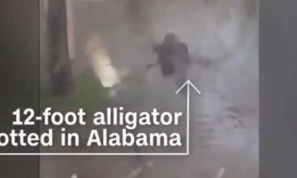 Δεν πίστευαν στα μάτια τους! Ο τυφώνας «Σάλι» έφερε και… αλιγάτορα έξω από σπίτια (βίντεο)